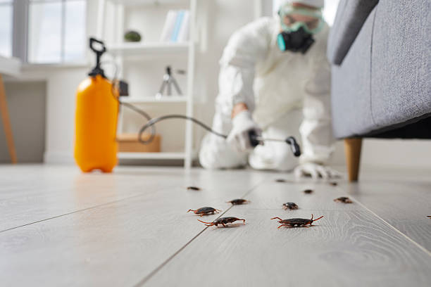 Commercial Rodent Management in Cypress